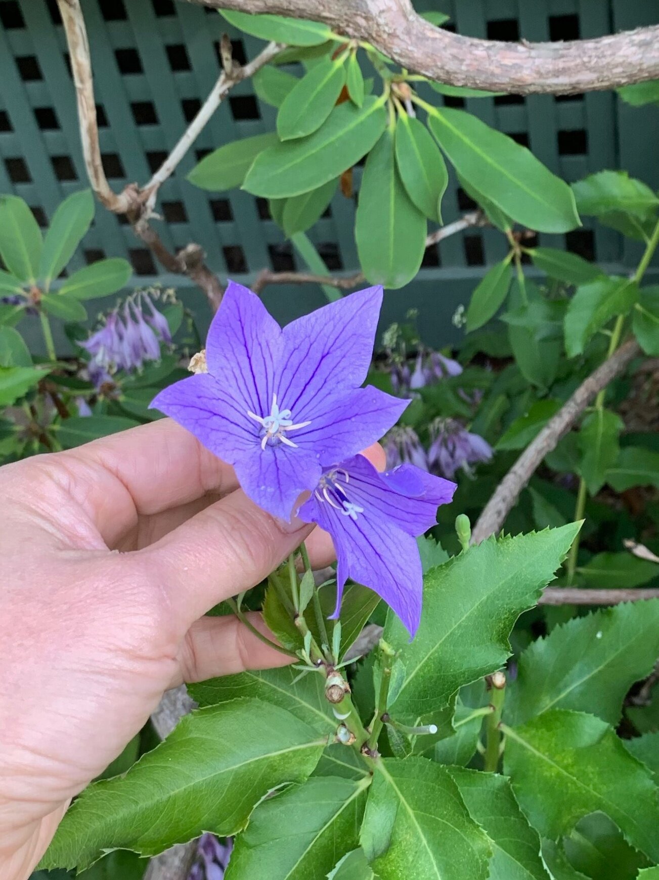 Balloon Flower