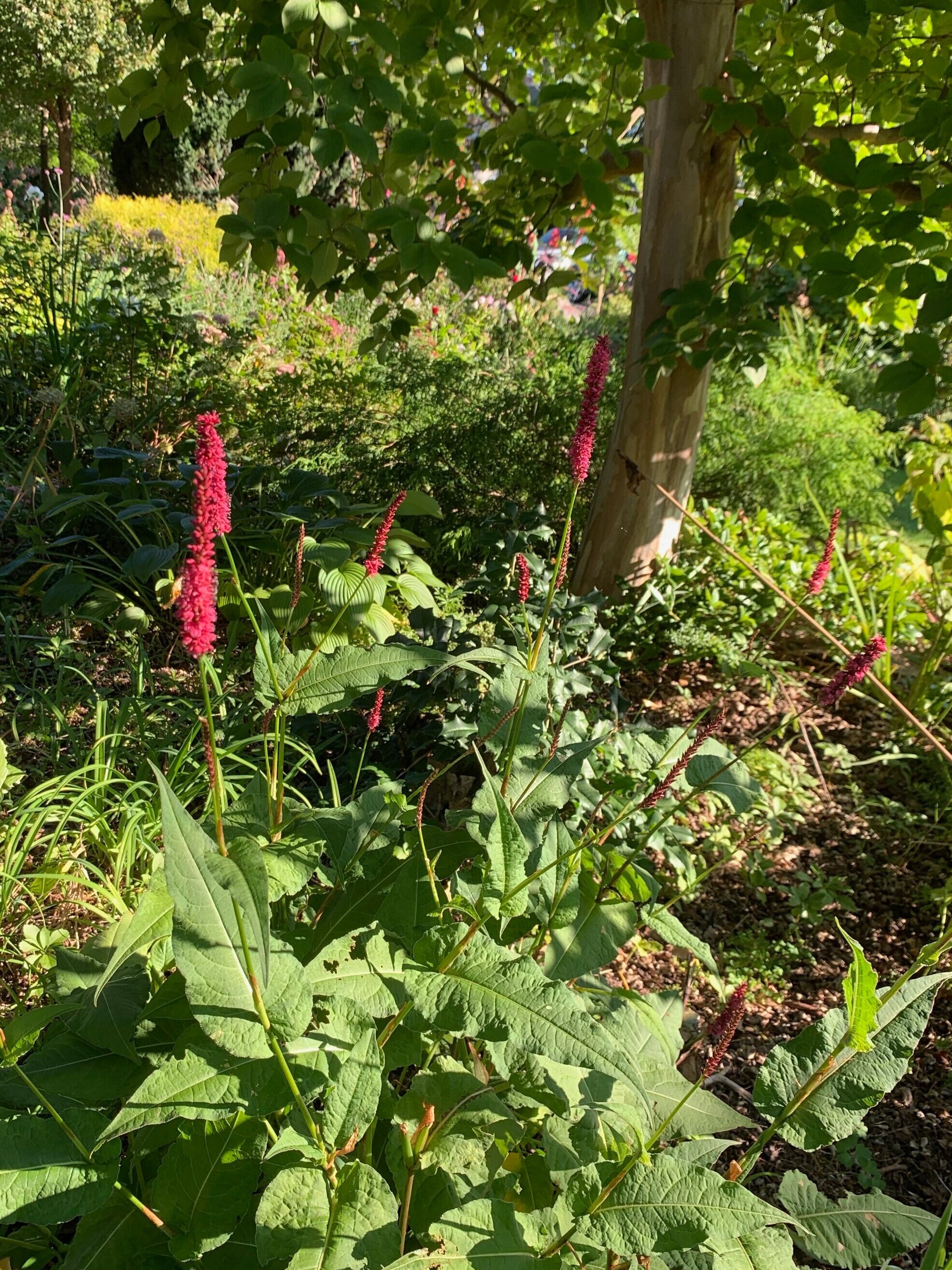 Persicaria amplexicaulis