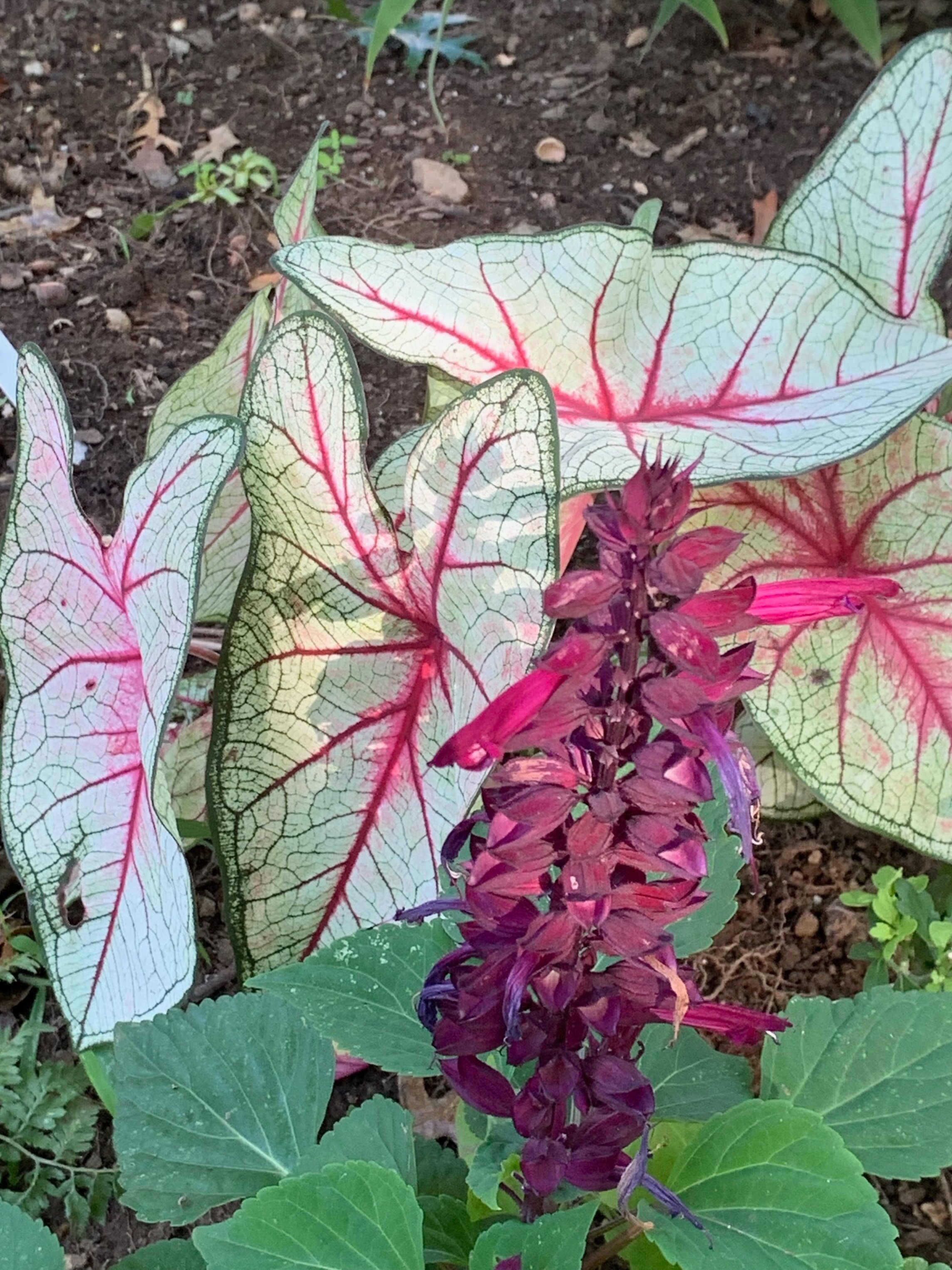 Caladium and Salvia