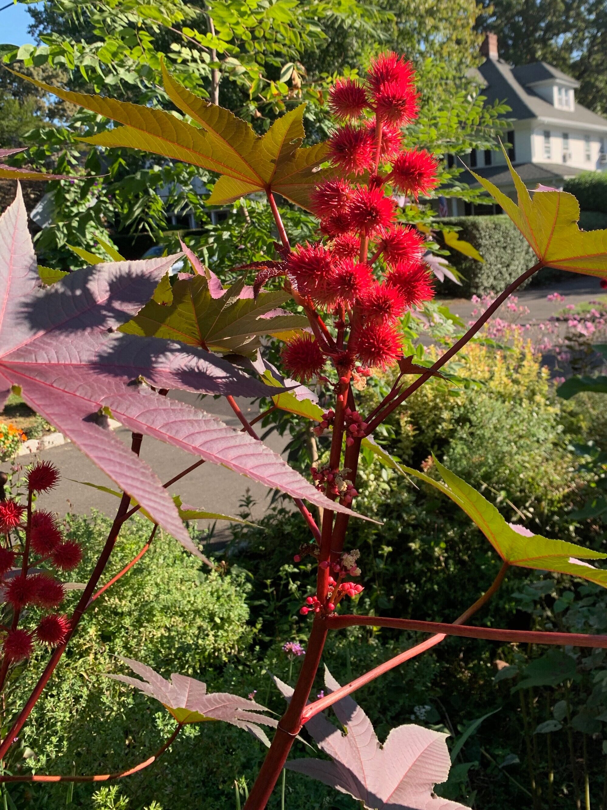 Castor Bean