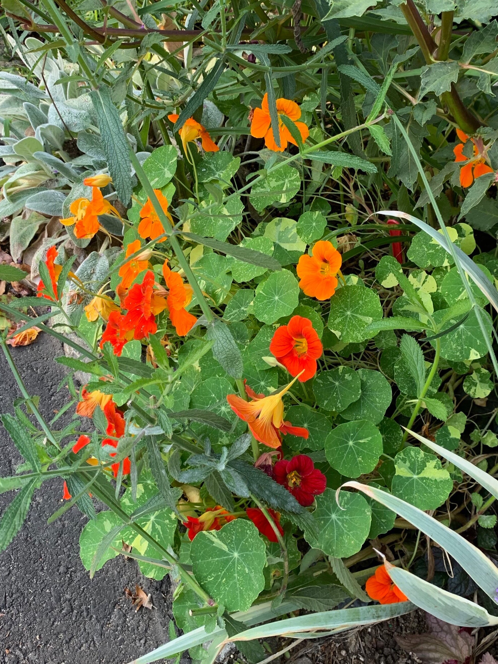 Nasturtium