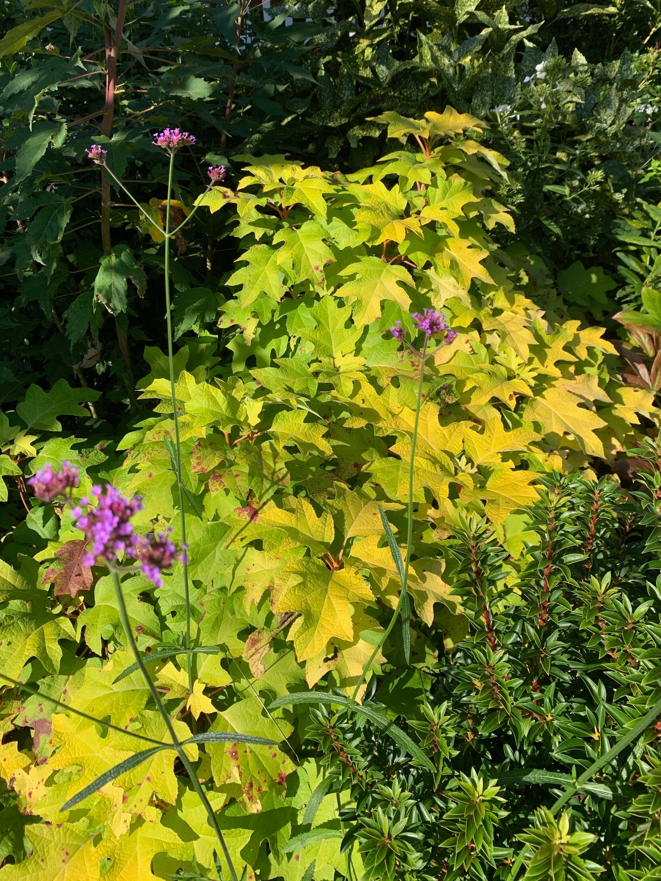 'Little Honey' Oak Leaf Hydrangea