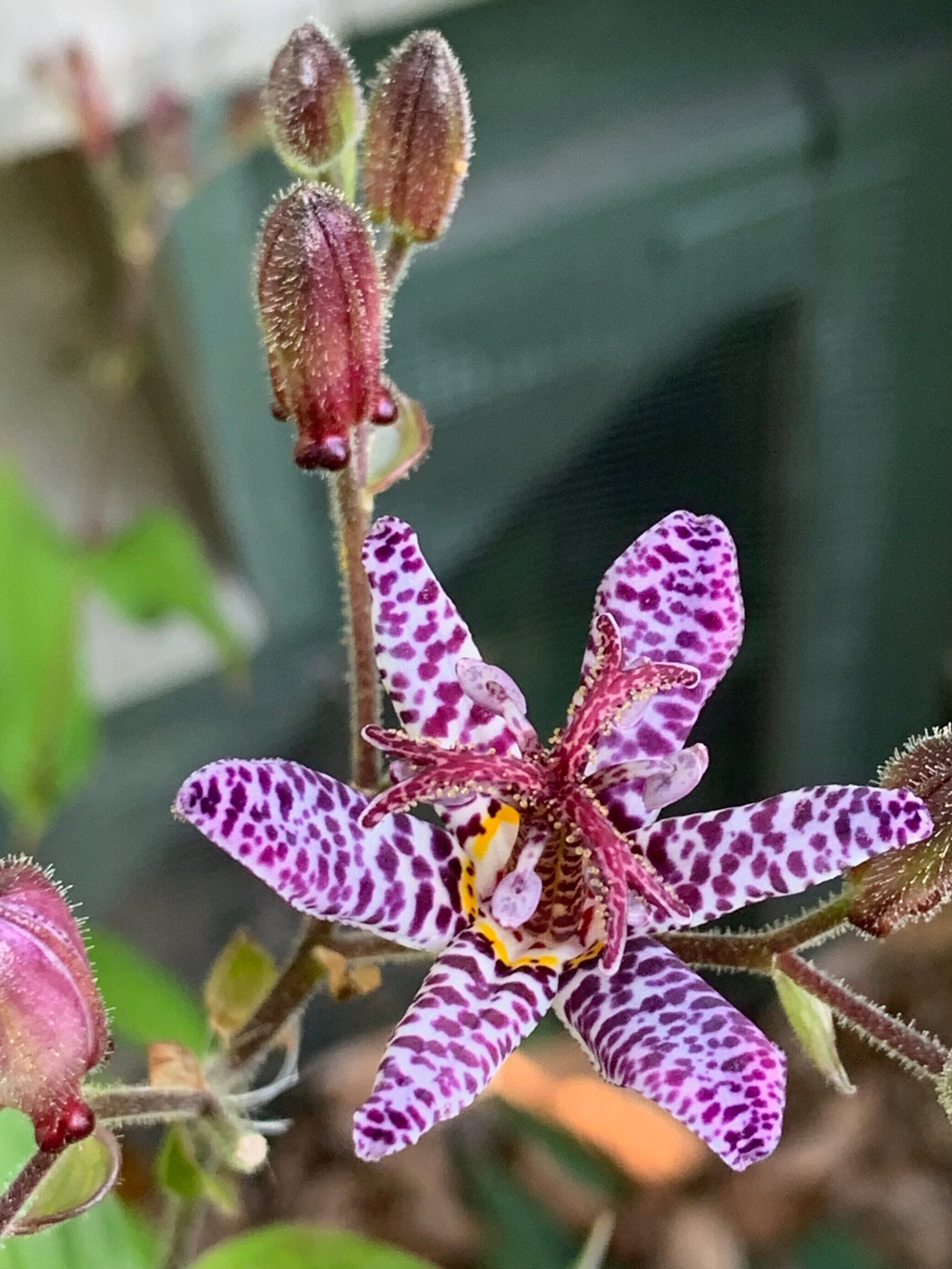 Toad Lily Flower