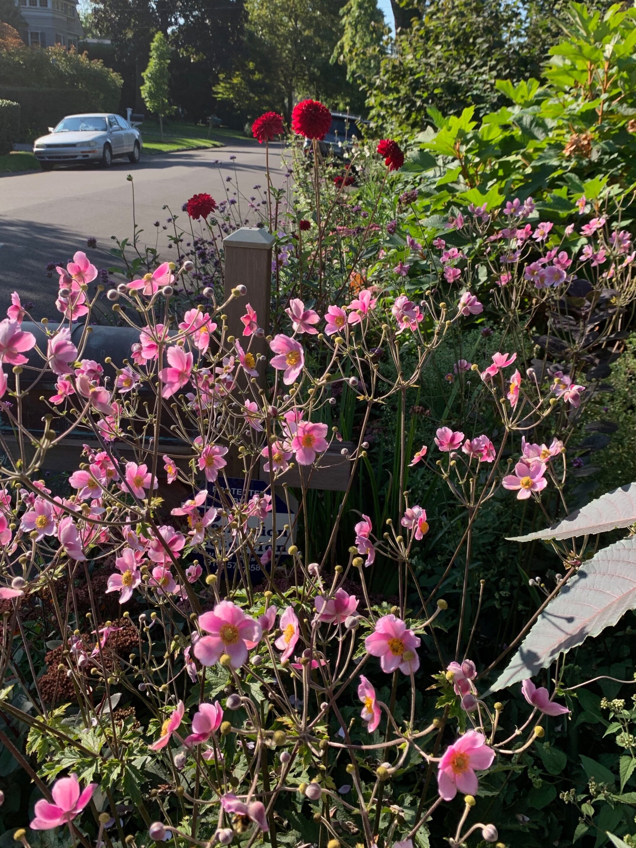 Japanese Anemone and Dahlia