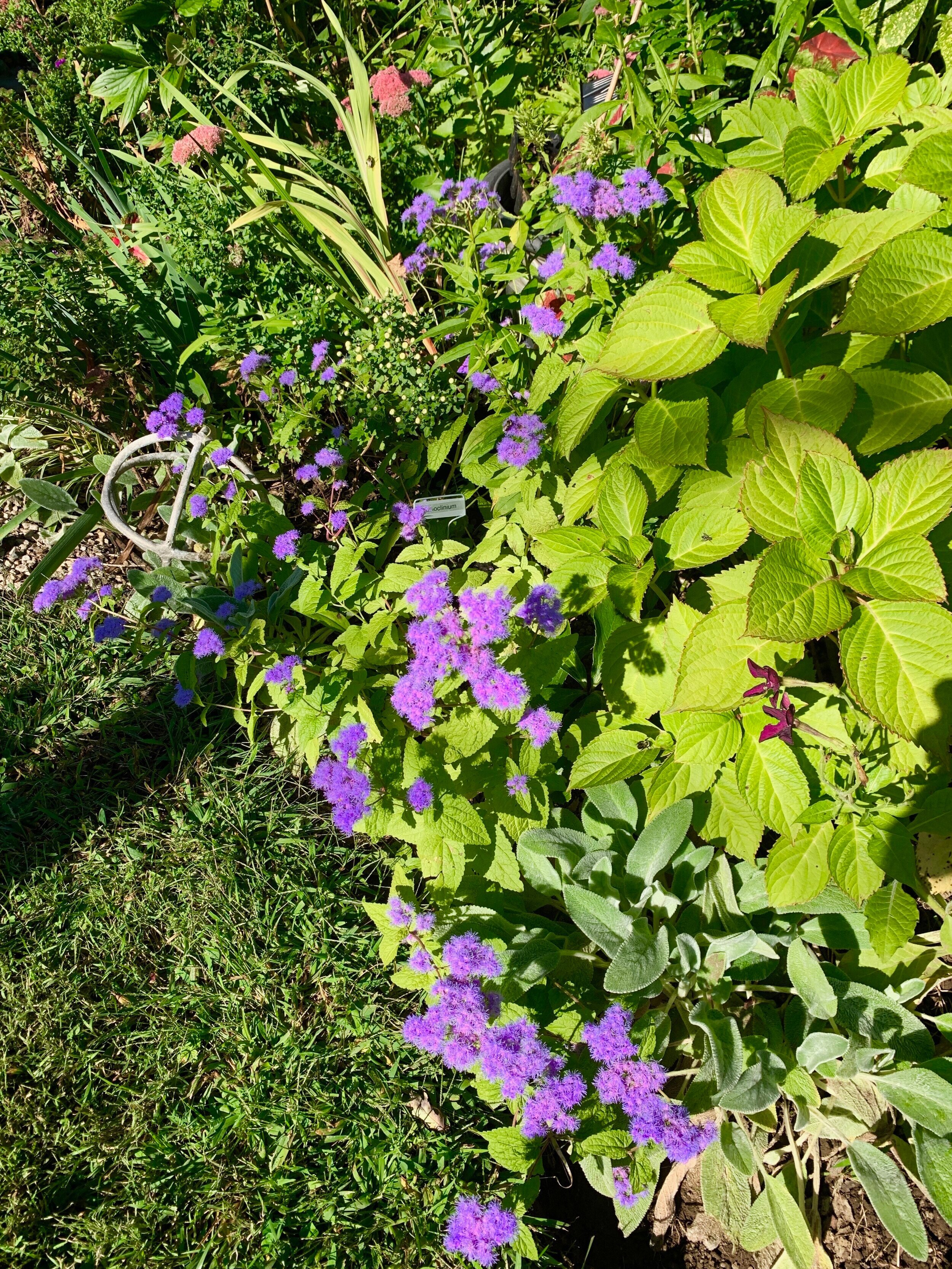 Hardy ageratum