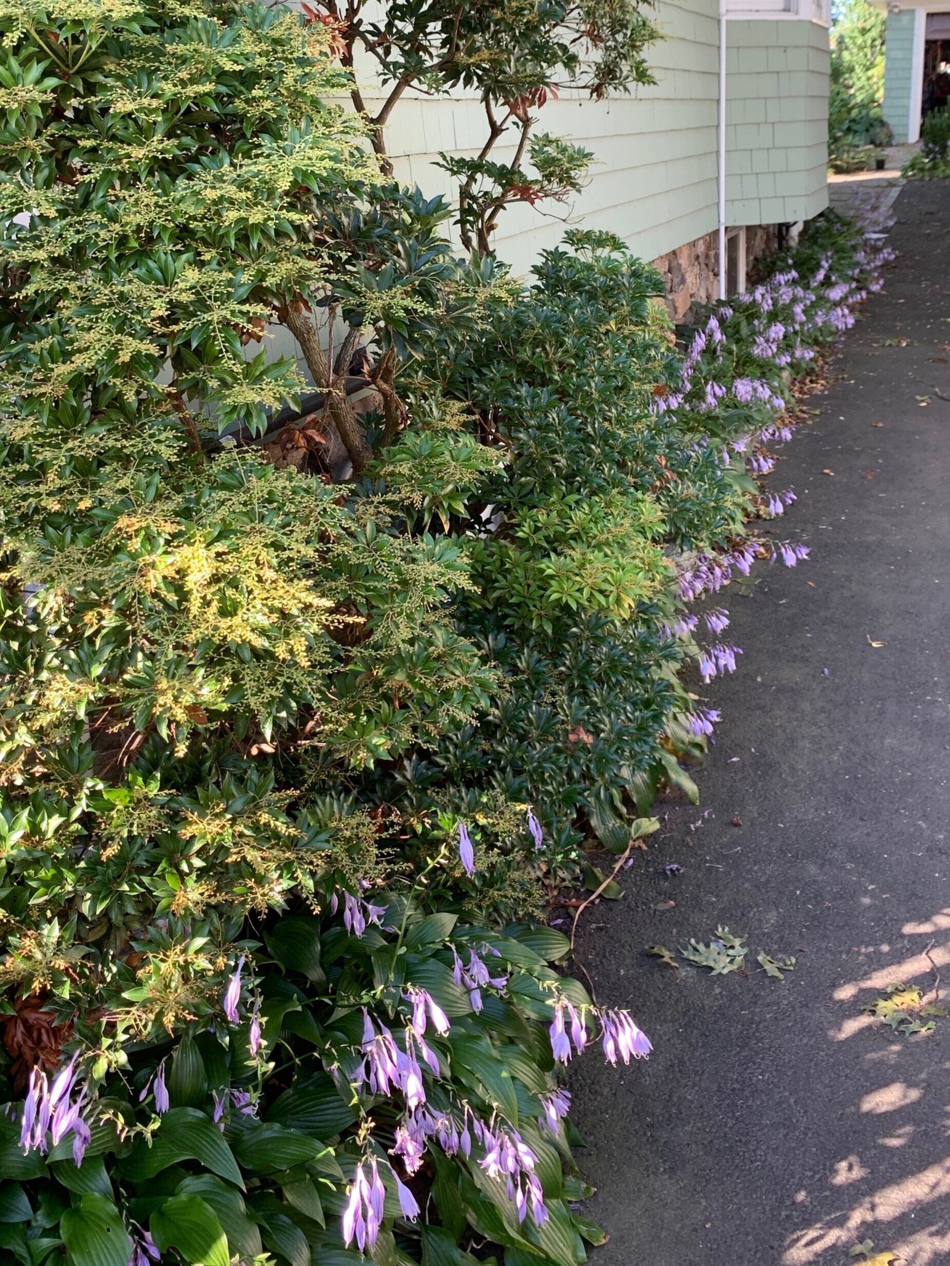 Hosta Blooms