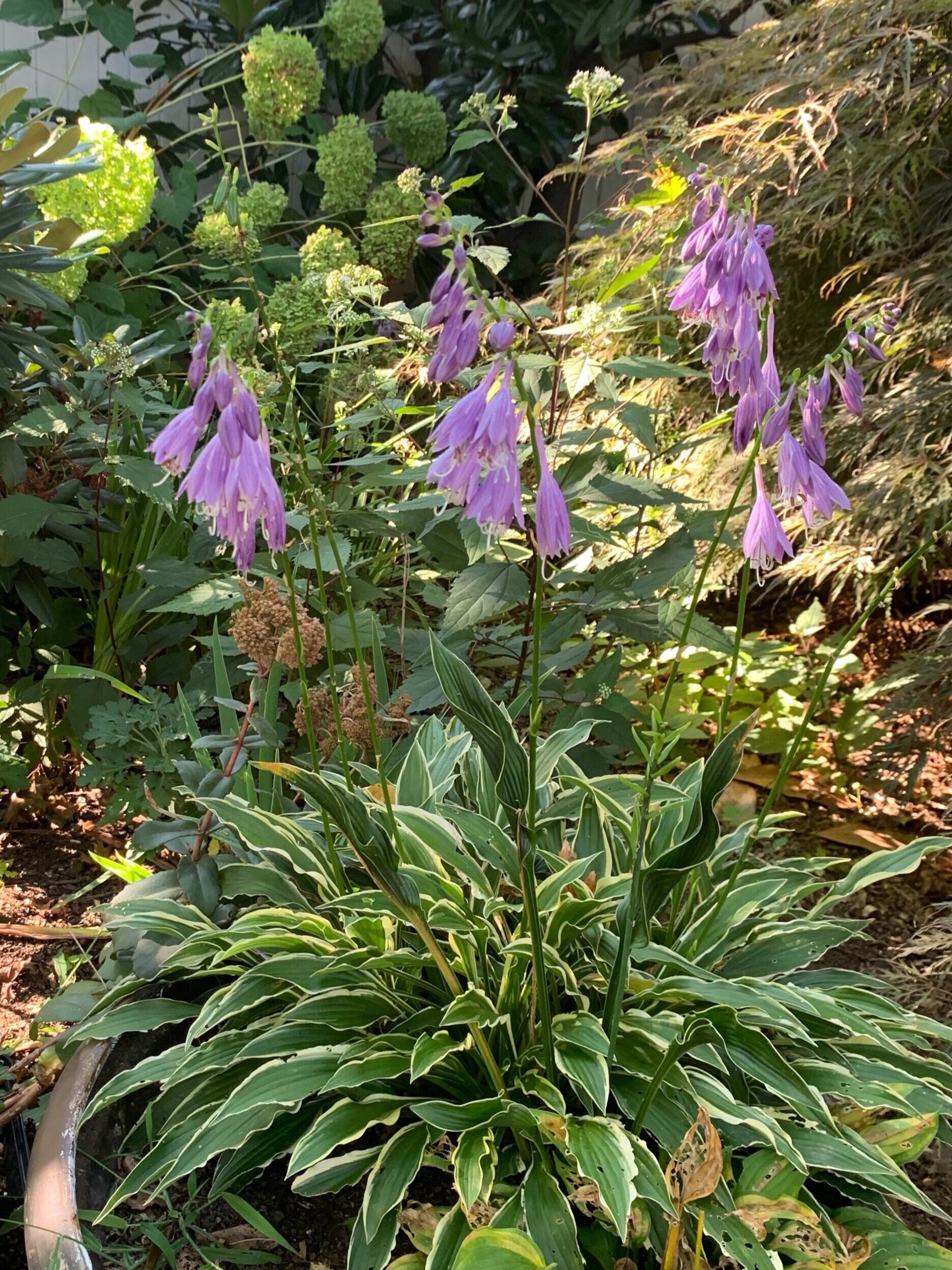 Hosta Blooms in a Container