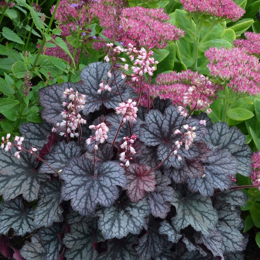 Heuchera