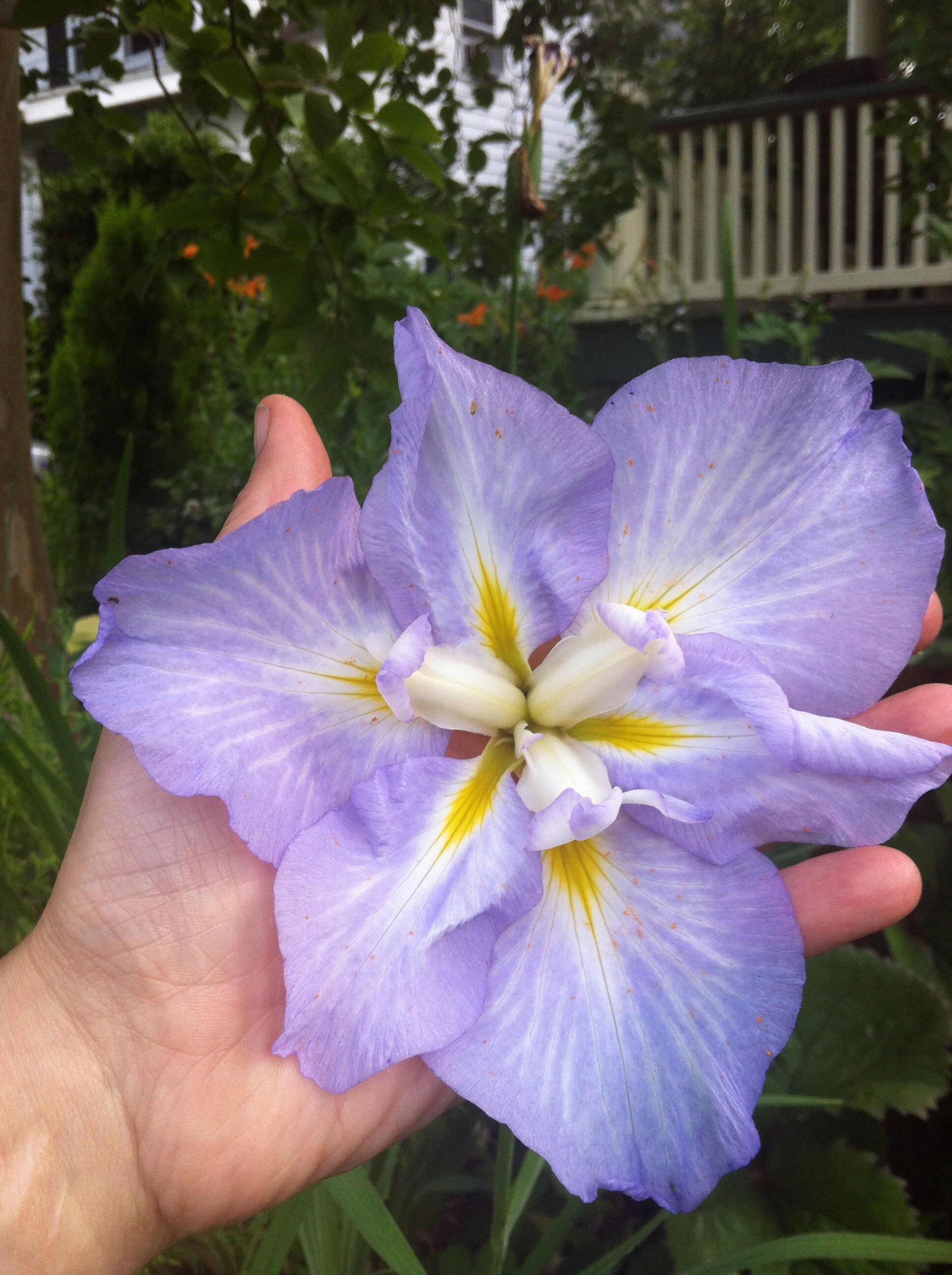 Japanese Iris