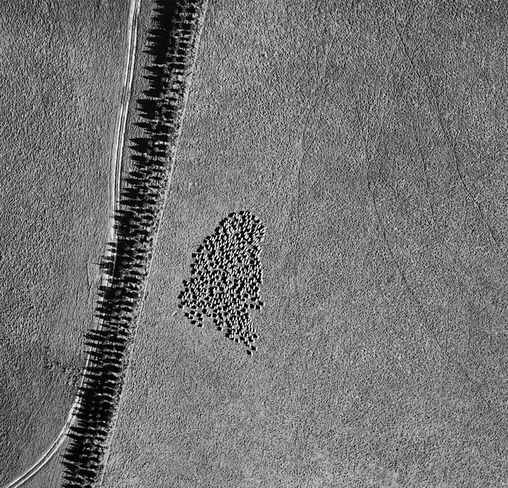 1-Sheep-aerial-abstracts-crop.jpg