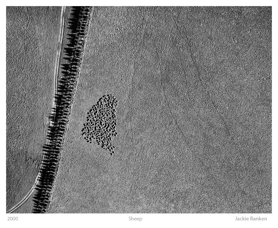 1-Sheep-aerial-abstracts.jpg