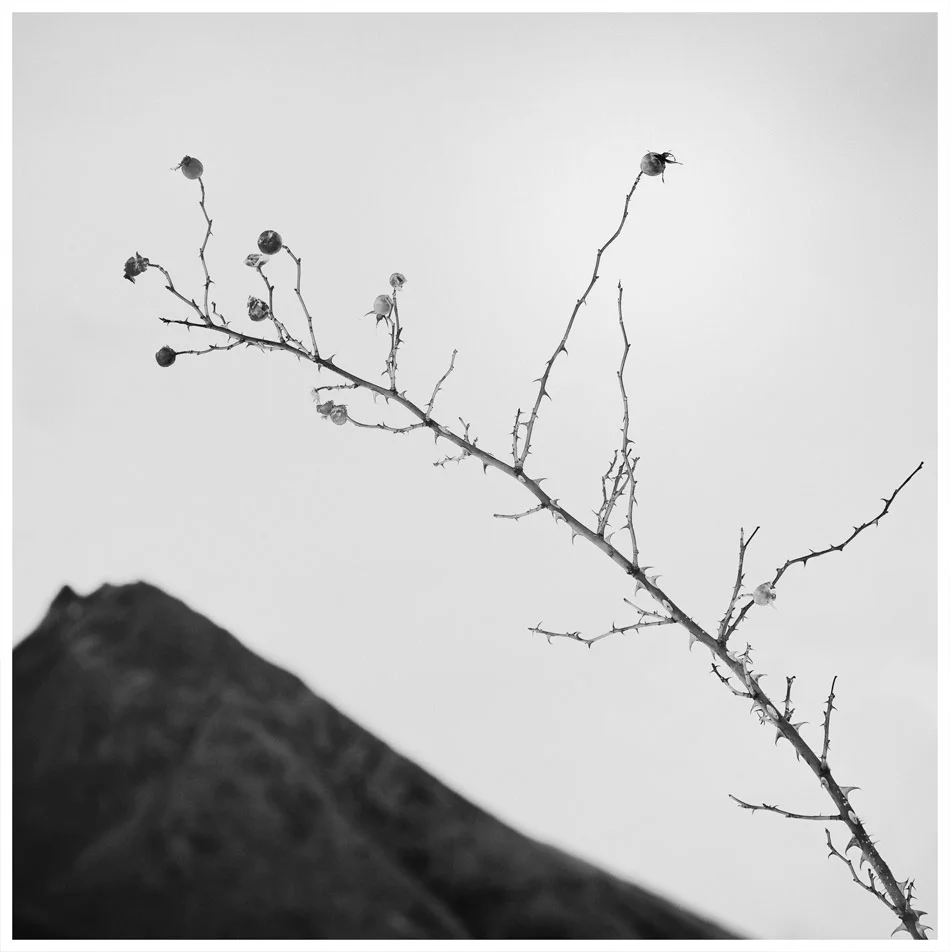 MOke-Lake-Rose-hip-edit.jpg