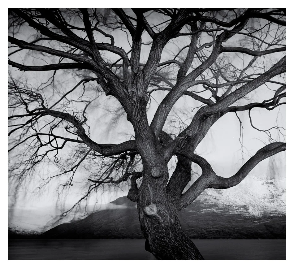 Willow-Trees--Queenstown-1.jpg