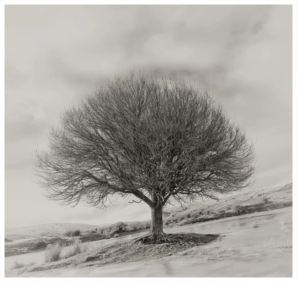 Winter-Nevis-Tree.jpg