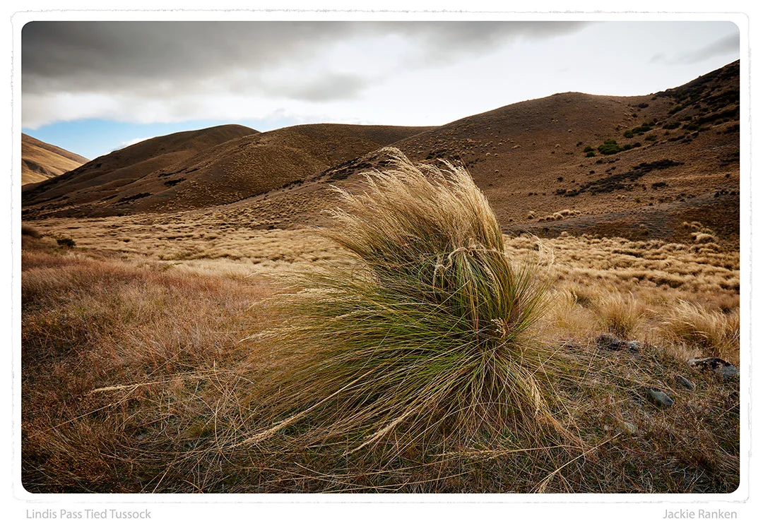Lindis-Pass-Tied-Tussock.jpg