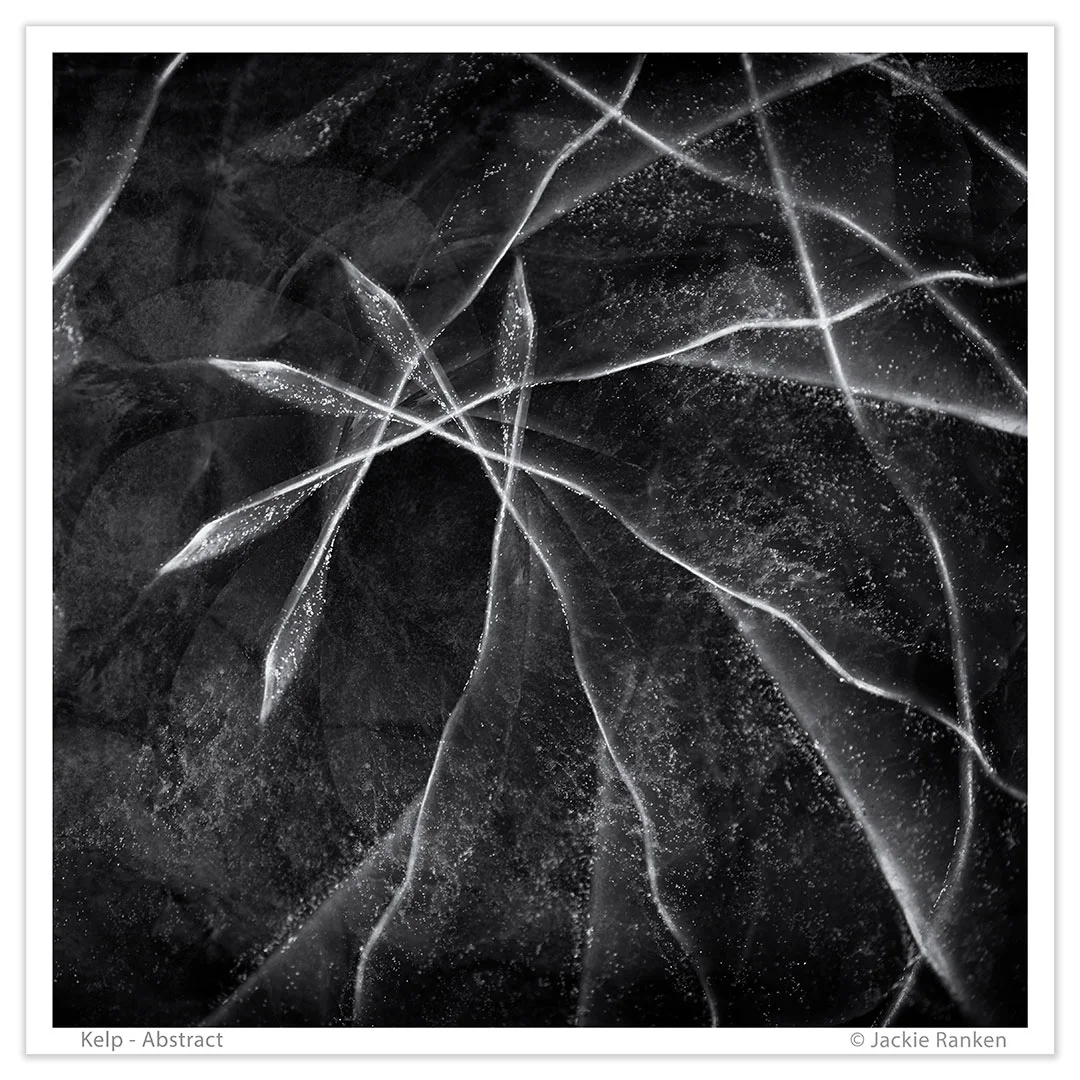 Kelp - The Catlins NZ