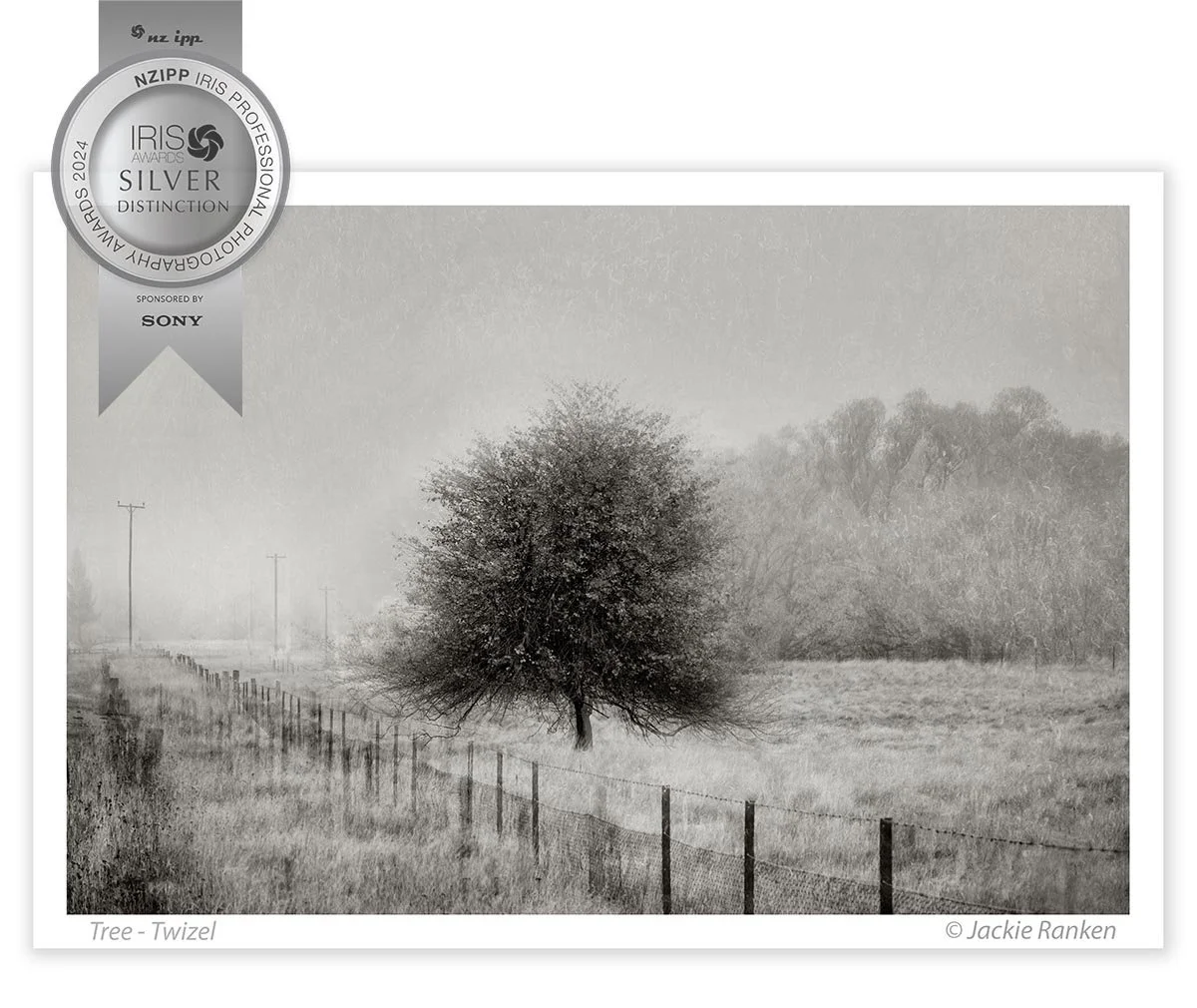 Ranken_Jackie2024-SD_9_Tree.jpg