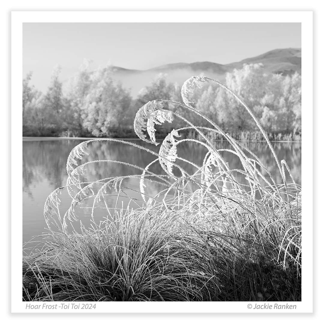 Toi Toi Hoar FRost- Twizel New Zealand