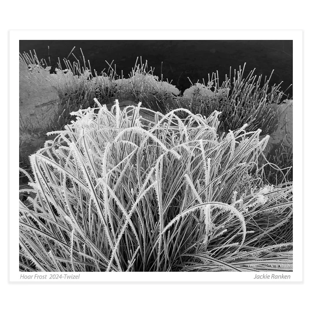 Hoar FRost- Twizel New Zealand