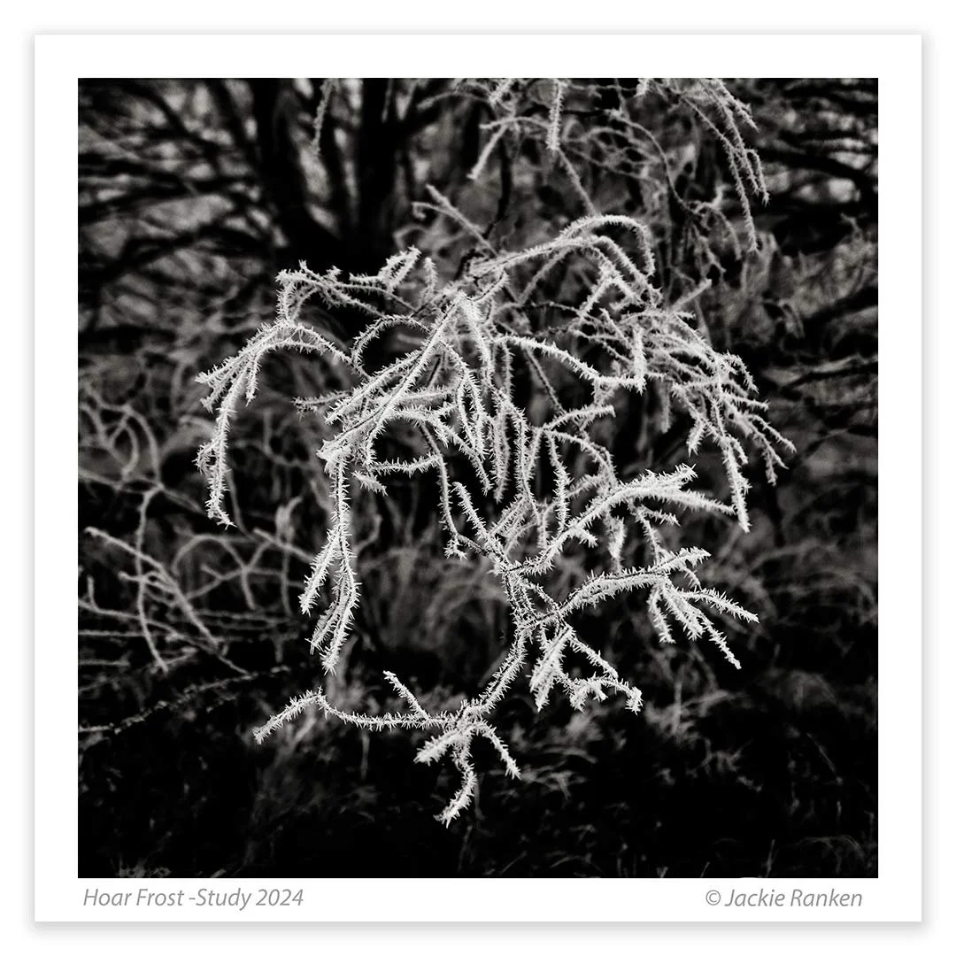 2-Hoar-Frost-24--79-80-Ranken.jpg