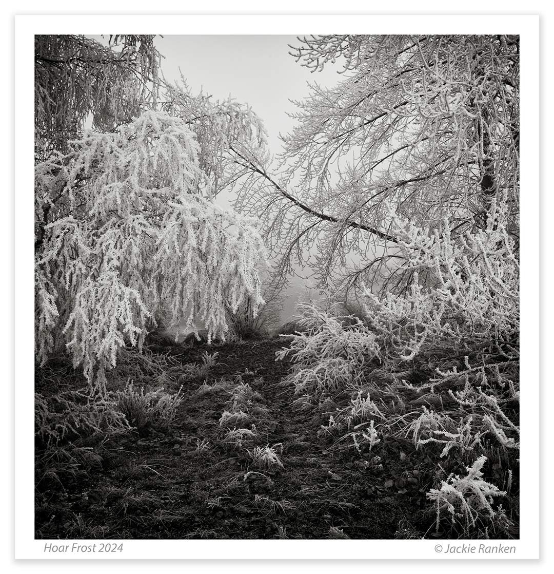 3-Hoar-Frost-24-157-8-Ranken.jpg