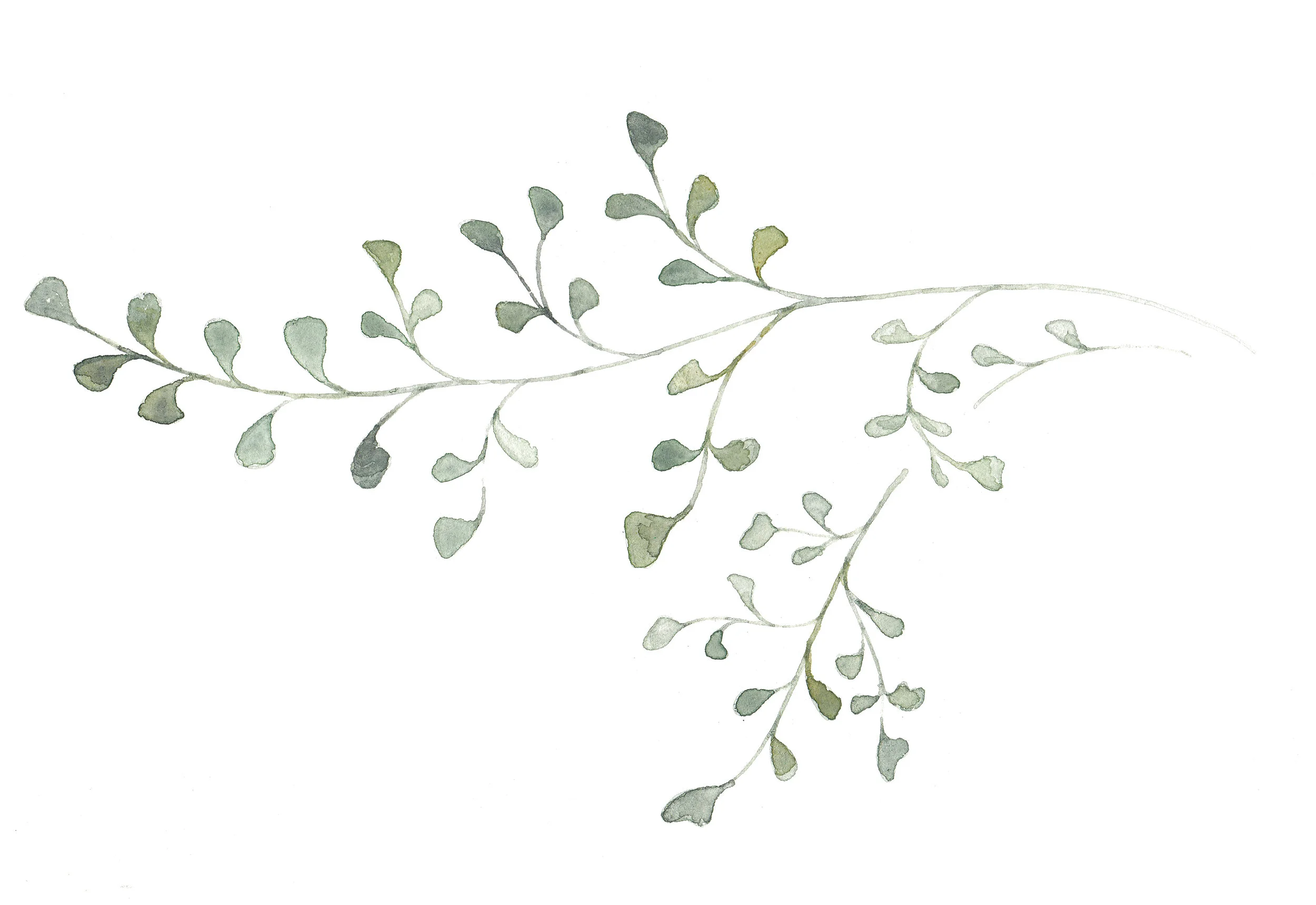 Drawing by my friend Aileen at Plume Calligraphy