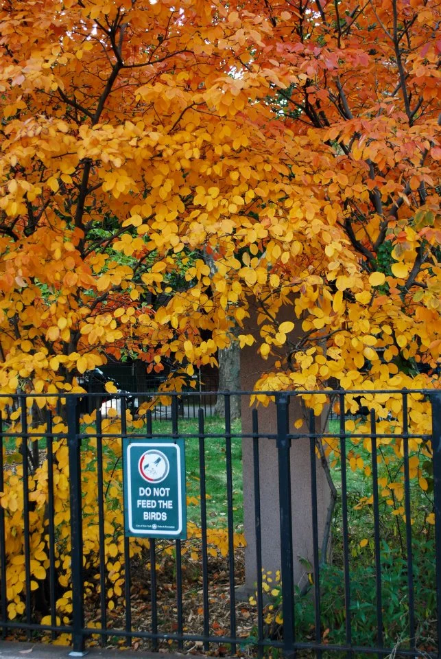 BROOKLYN, NY