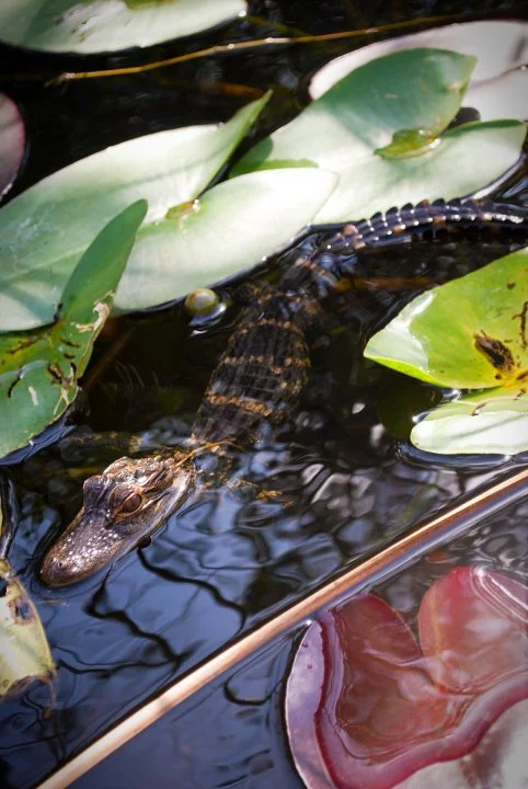 EVERGLADES NATIONAL PARK, FL