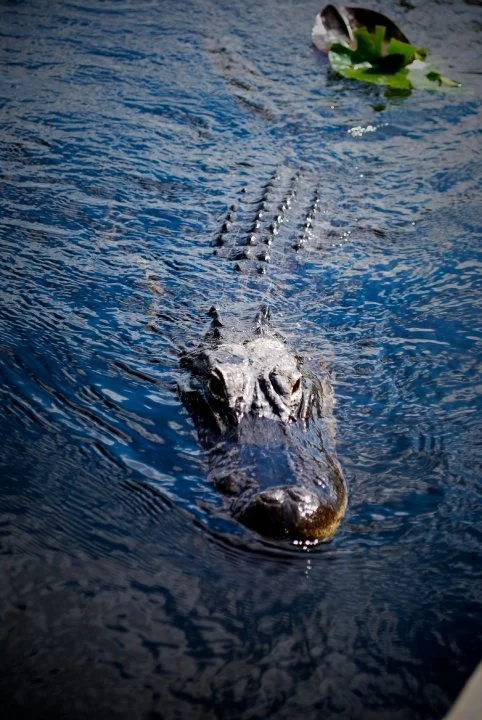 EVERGLADES NATIONAL PARK, FL