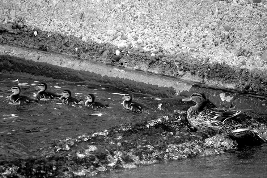Flock 2015 Digital Photograph