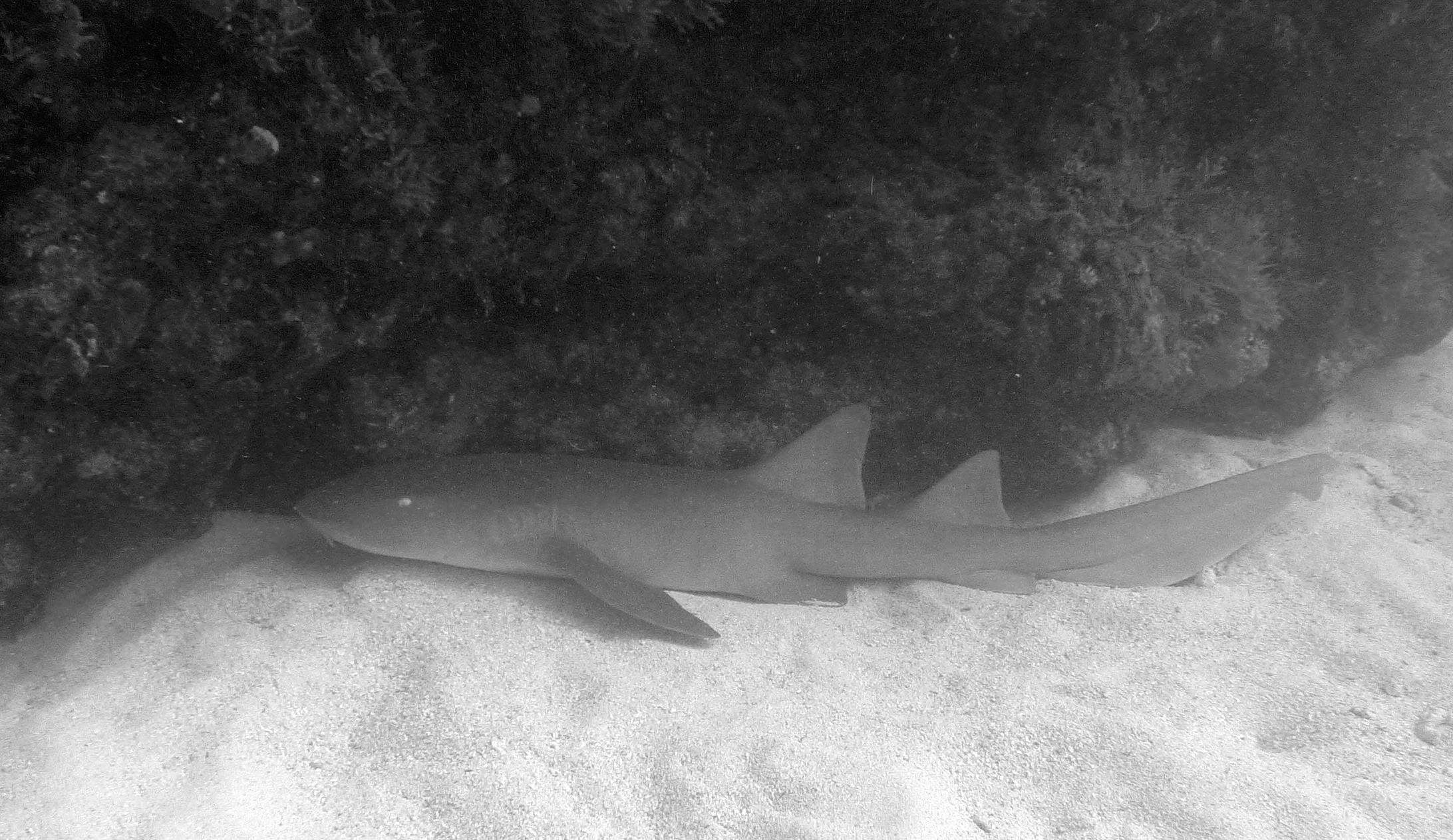 Shark encounters at Molasses Reef in poor visibility.