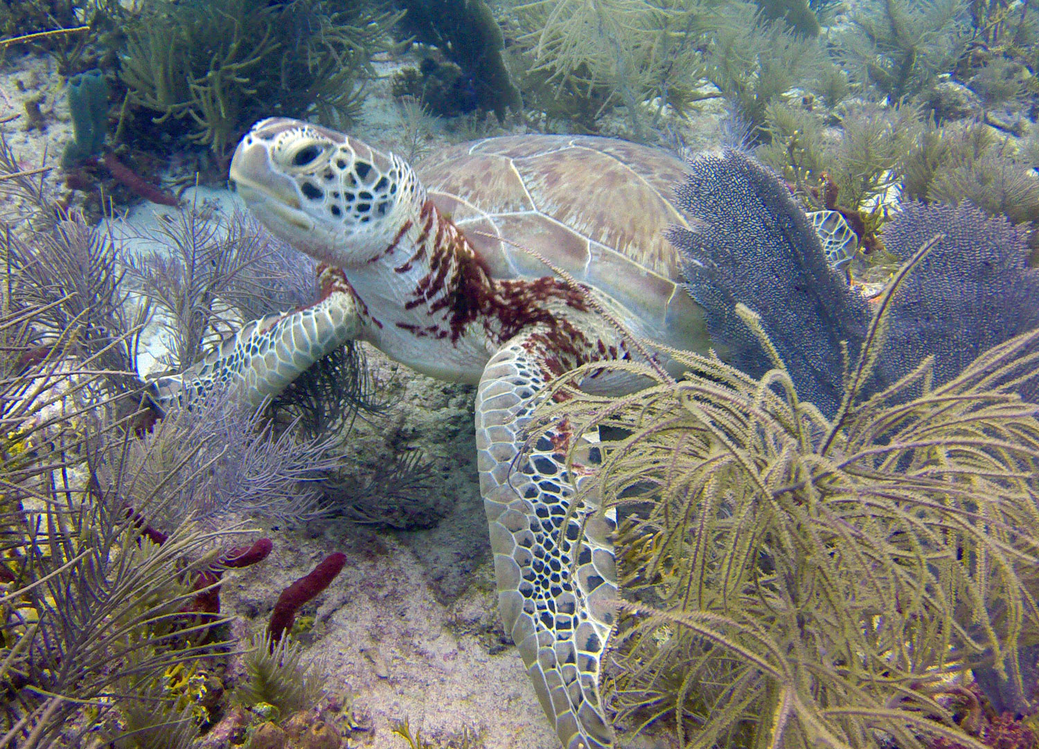 Webturtle2_edited-1.jpg