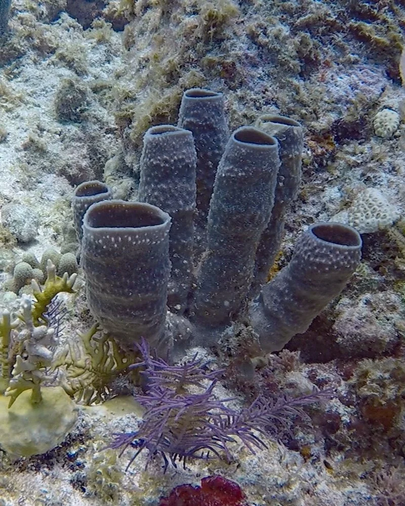 WebEdiitedSpongeGOPR7504.jpg