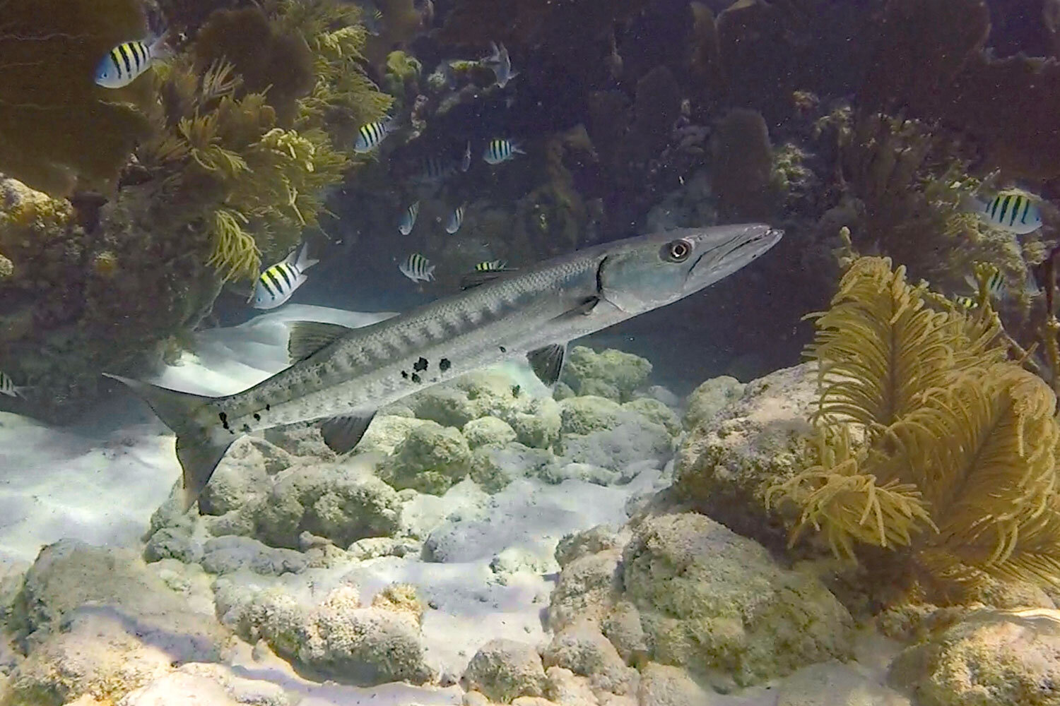 WebEditBarracudaGOPR7540.jpg