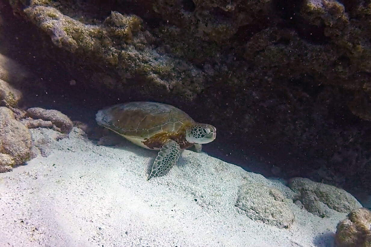 WebEditTurtle8440.jpg