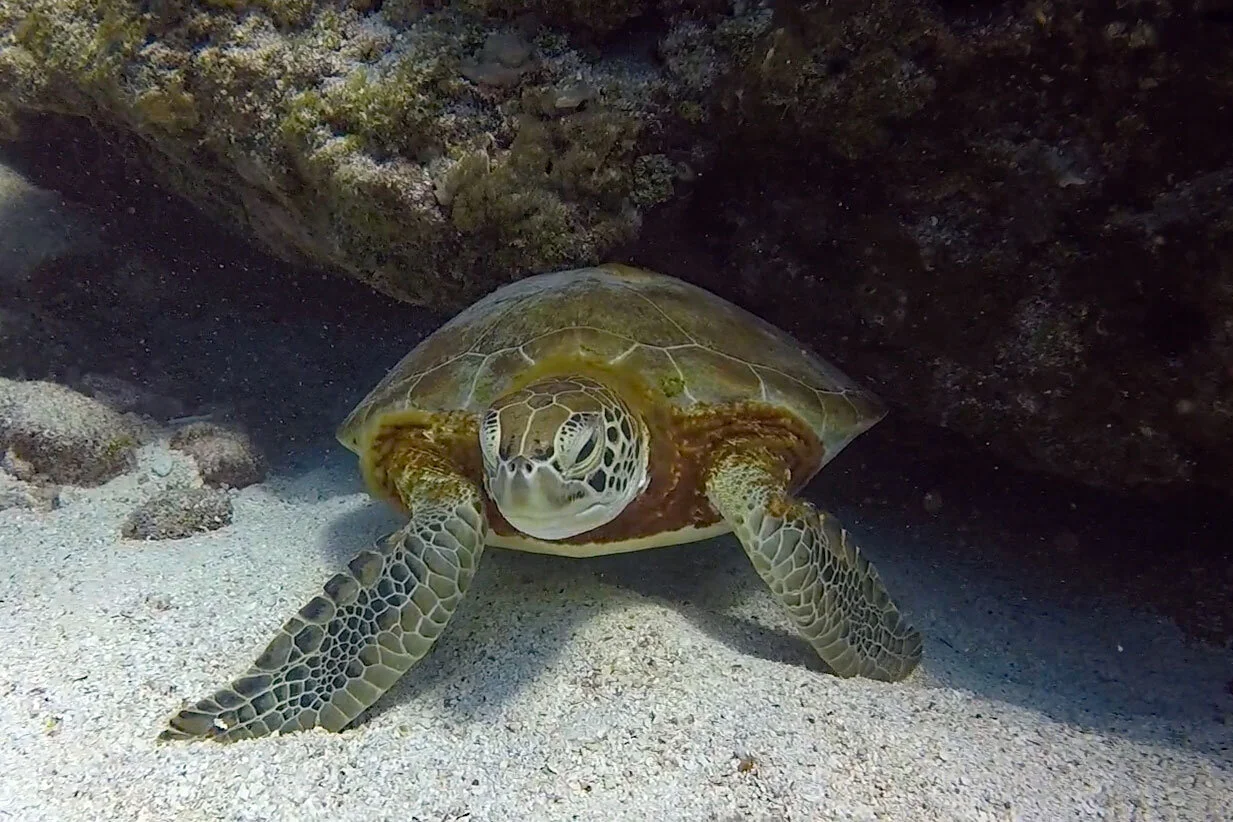 WebEditTurtle8442.jpg