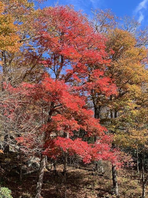 Grandfather MTN Road Tree