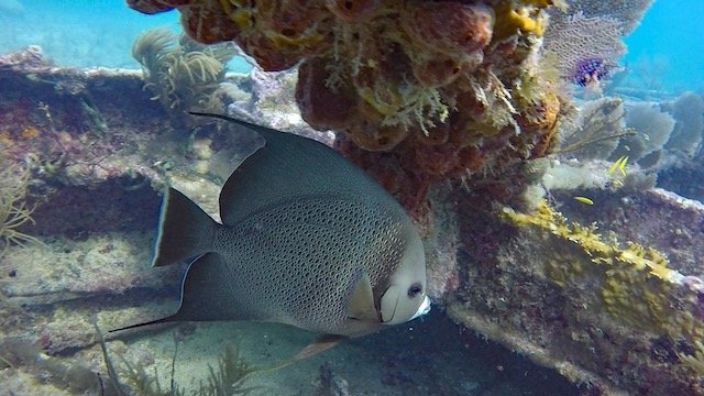 Benwood Wreck