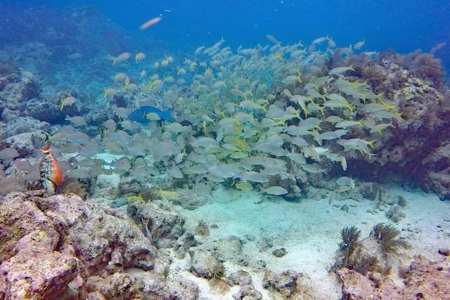 Dec 9 2021 Molasses Reef