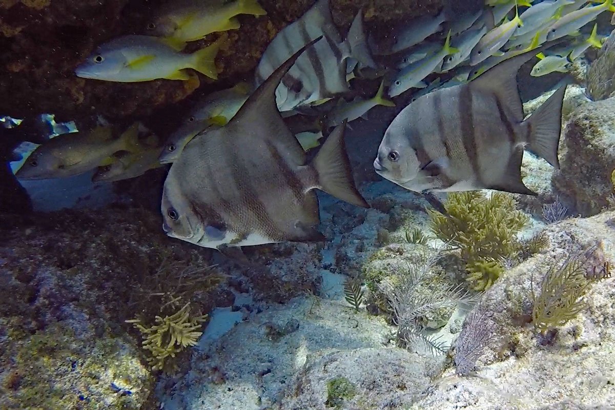 WebEditSpadefish9296.jpg