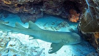 EditNurseshark16x9GX010107.jpeg