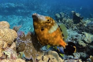 EditFilefish4x6GX010090.jpeg