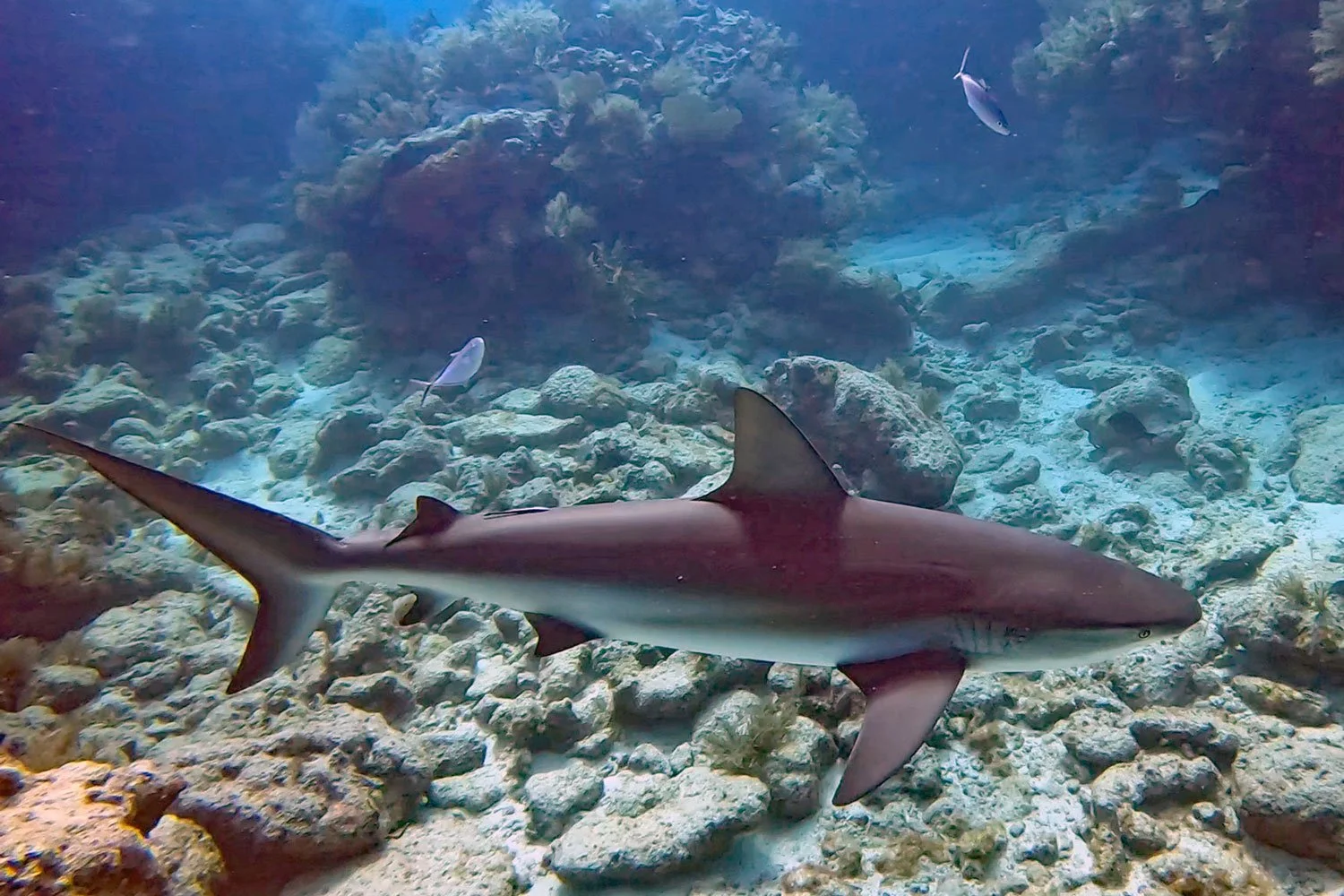 WebEditGoodShark4_4x6CloseGX010184.jpg