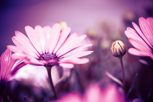 LIVINGSTON, Annette Mary 'Ann'
