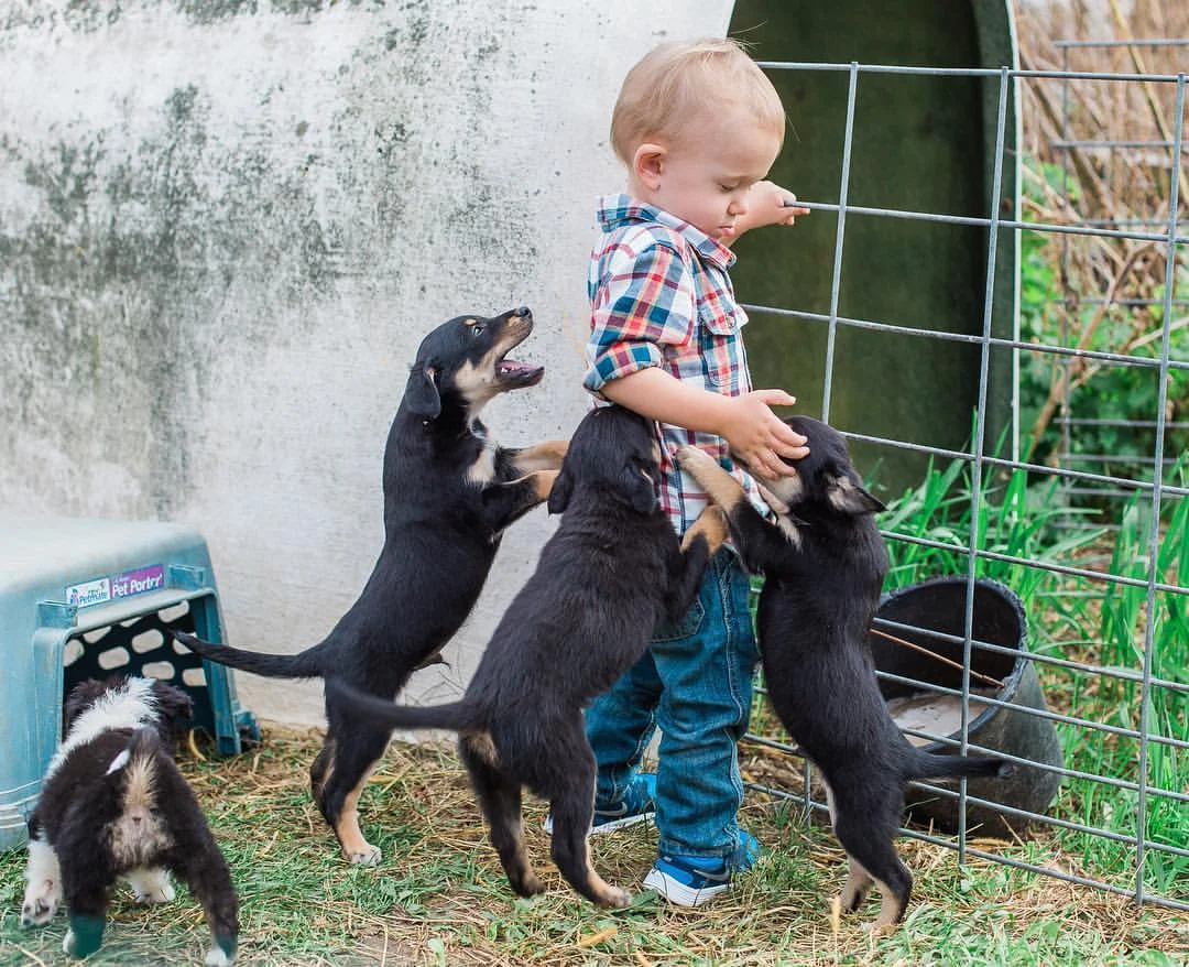 puppies.jpg