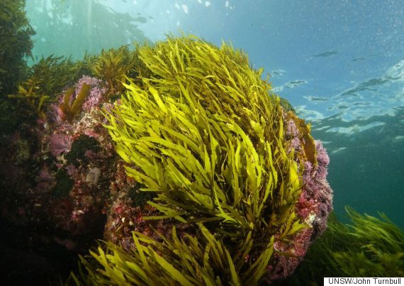 The Huffington Post: " ‘Operation Crayweed' Aims To Bring Back Sydney's Underwater Forests With Crowdfunding", by James Bullen