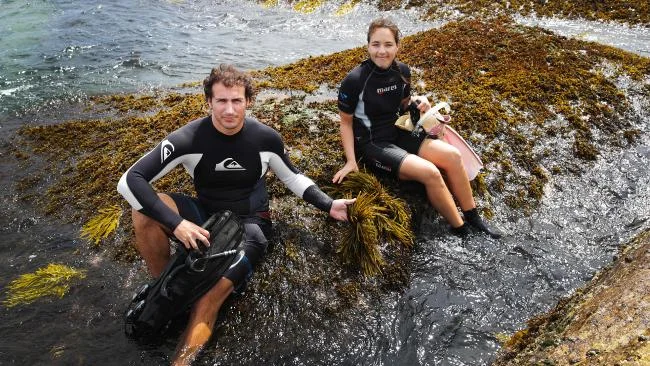 Daily Telegraph and Southern Courier: "University of NSW project restores lost underwater forests", by Laura Aubusson