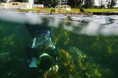 Sydney Morning Herald: "Missing: a 30-kilometre undersea forest", by Richard Macy