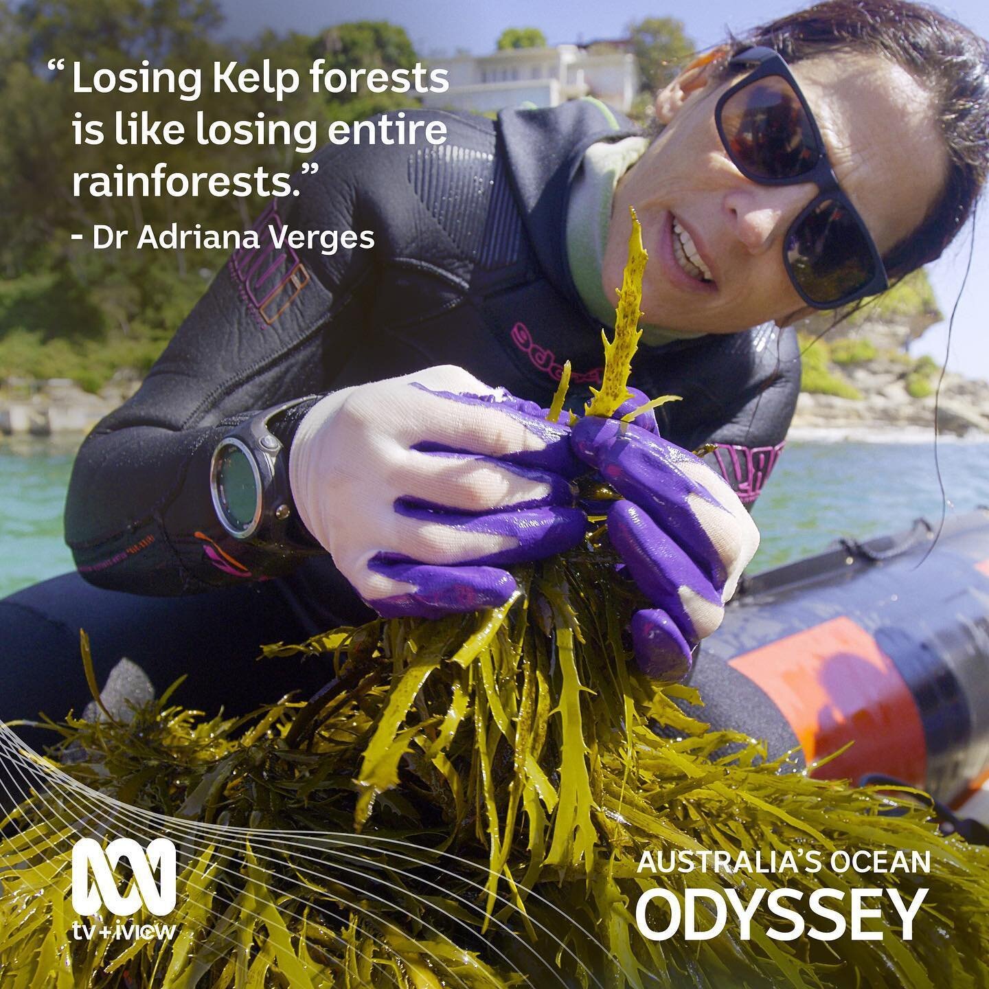 Tonight is the final instalment of ABC Australian Ocean Odyssey! We&rsquo;re excited to see some beautiful footage of kelp forests and of course an @operationcrayweed feature. Tune in at 8.30 or catch up on iview 📺
In the meantime our team is out on