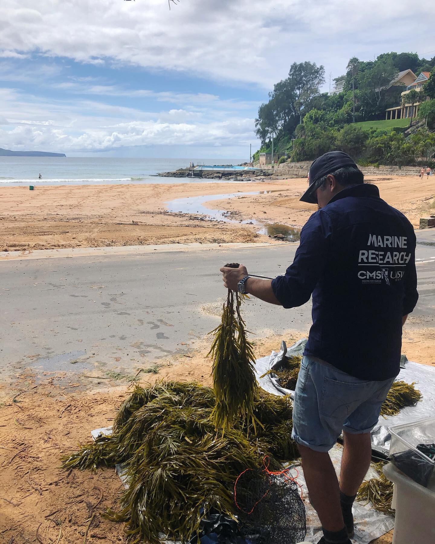 Behind-the-scenes of crayweed planting 🎥

Yesterday we collected some crayweed from Palm Beach and transported it to Cabbage Tree Bay. Sydney's crayweed forests are looking GREAT after the storm for those wondering!

Here Derrick Cruz from @syd_mari